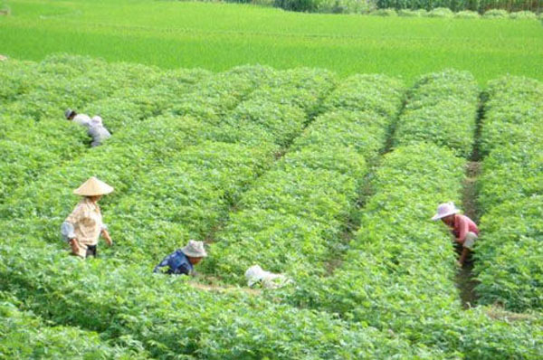 發(fā)展綠色飼料種植業(yè)