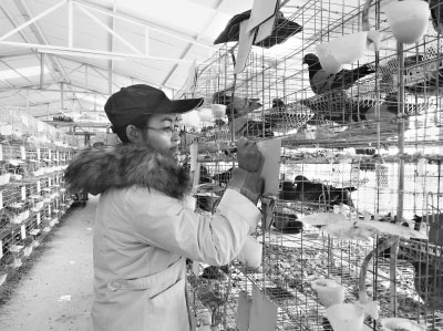 85后失聰大學(xué)生嚴(yán)漫：找不到工作養(yǎng)鴿子致富年售300萬