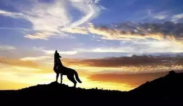 創(chuàng)業(yè)，一個從家狗變成狼的過程