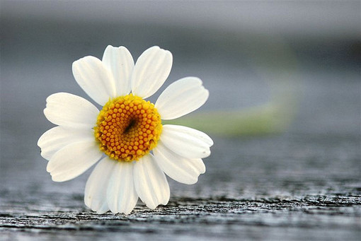 不要害怕自己不聰明，也不要害怕做一個努力的普通人