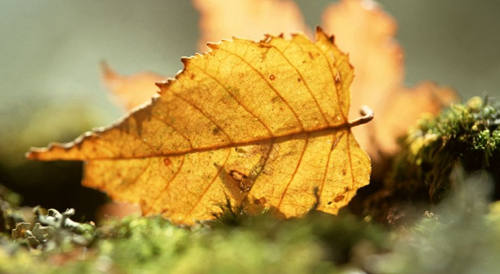 藏，是懂得最深的慈悲