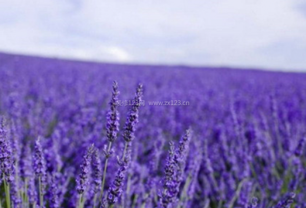 室內(nèi)裝飾植物