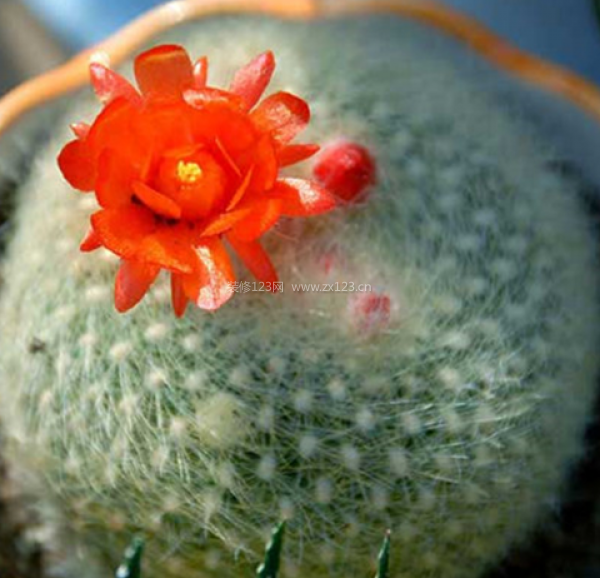 室內(nèi)裝飾植物