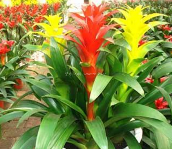 室內(nèi)裝飾植物