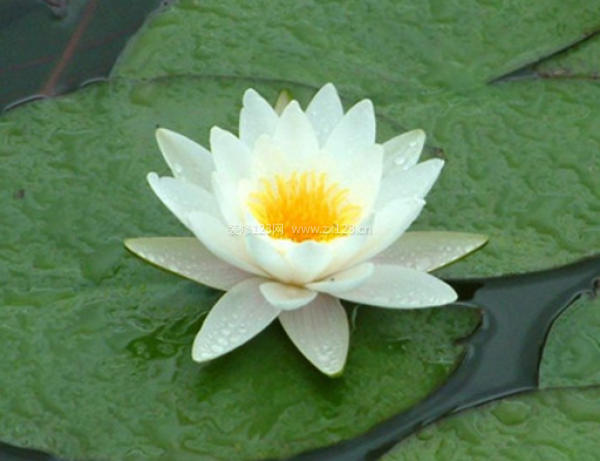 室內(nèi)裝飾植物