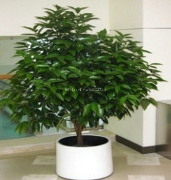 室內(nèi)裝飾植物