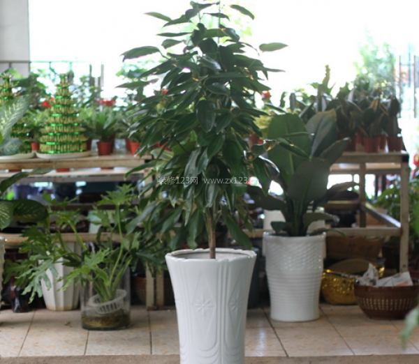 室內(nèi)裝飾植物