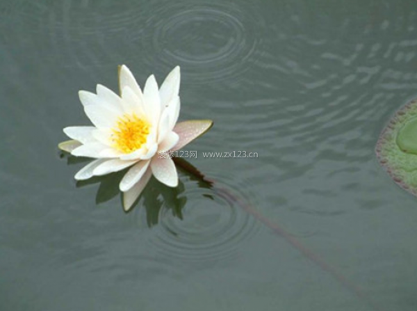 室內(nèi)裝飾植物