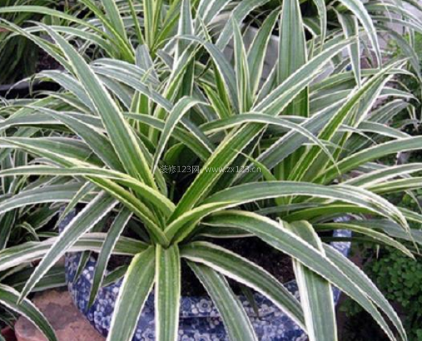 室內(nèi)裝飾植物