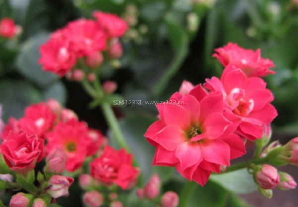 室內(nèi)裝飾植物