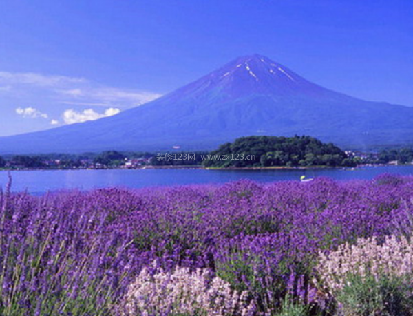 室內(nèi)裝飾植物