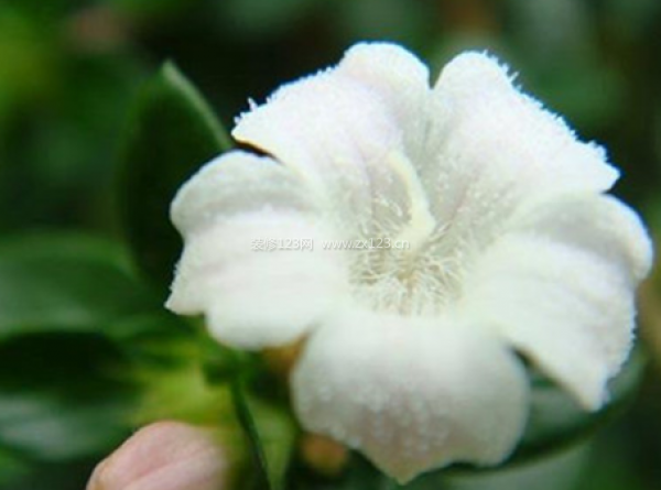 室內(nèi)裝飾植物