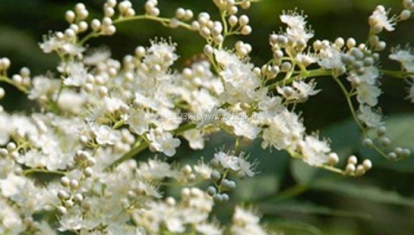 室內(nèi)裝飾植物