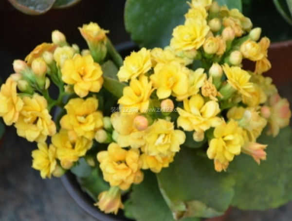 室內(nèi)裝飾植物