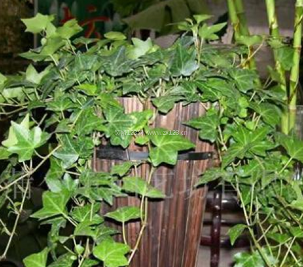 室內(nèi)裝飾植物