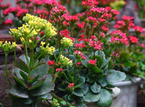 室內(nèi)裝飾植物