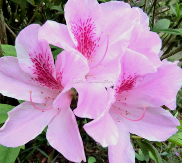 室內(nèi)裝飾植物