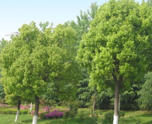 室內(nèi)裝飾植物