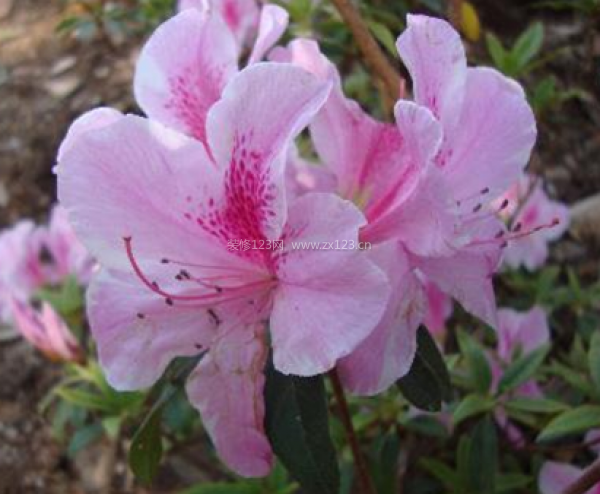 室內(nèi)裝飾植物