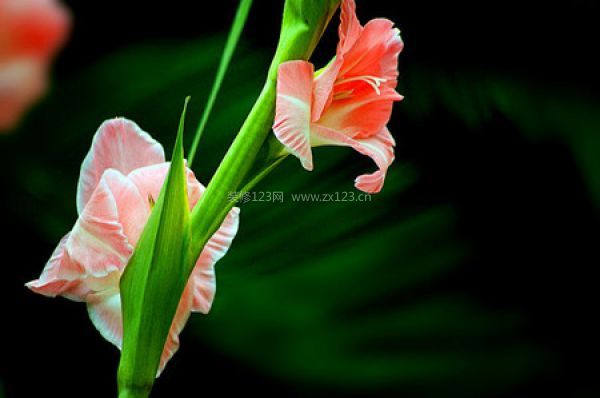 室內(nèi)裝飾植物