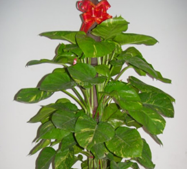 室內(nèi)裝飾植物