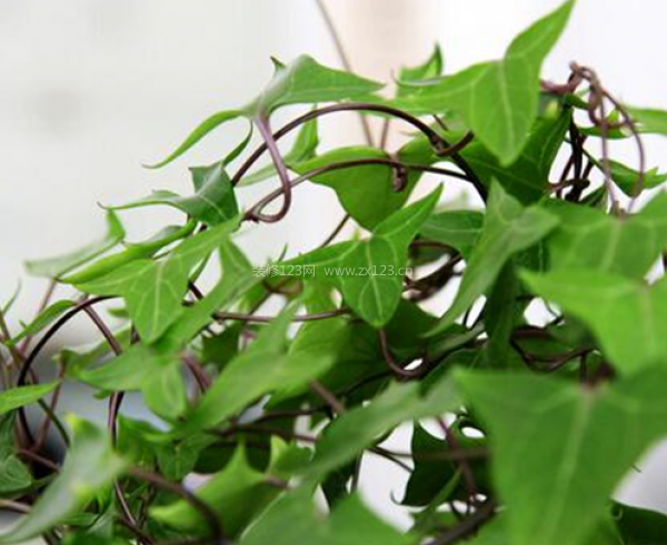 室內(nèi)裝飾植物