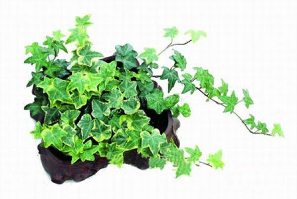 室內(nèi)裝飾植物 室內(nèi)裝飾植物