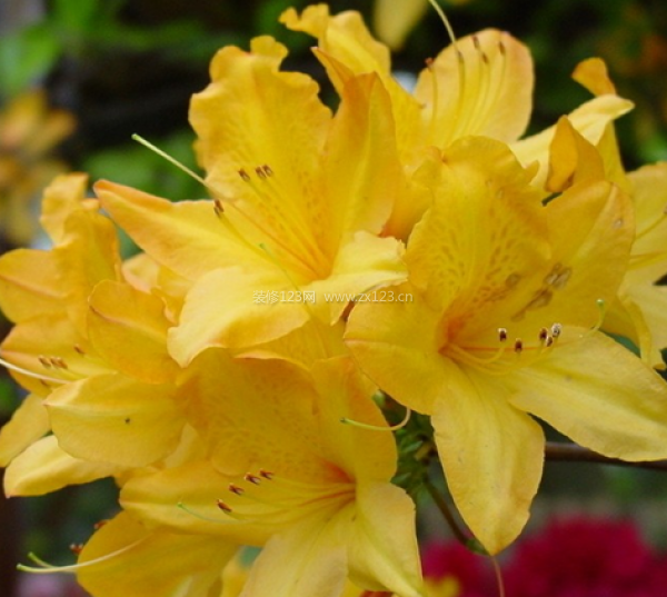 室內(nèi)裝飾植物