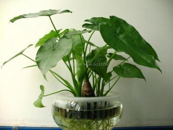 室內(nèi)裝飾植物
