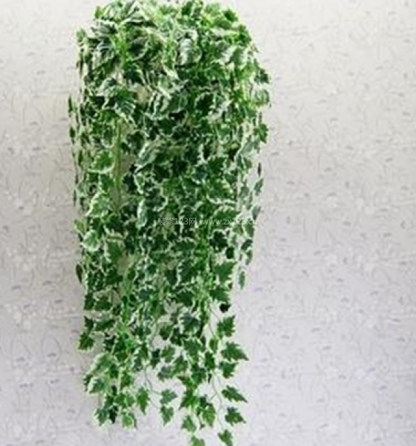 室內(nèi)裝飾植物