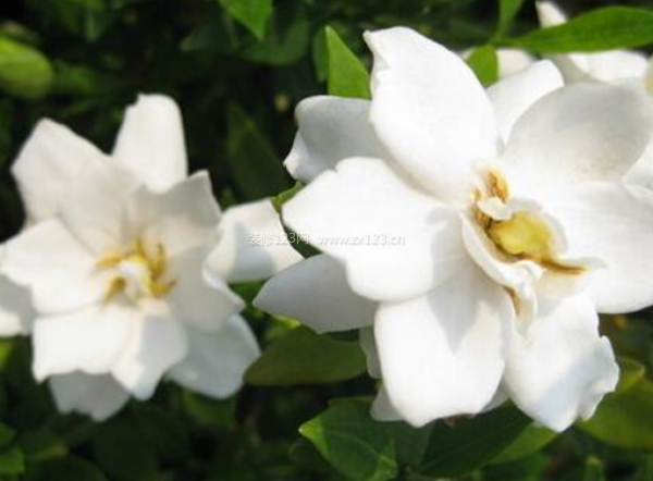 室內(nèi)裝飾植物