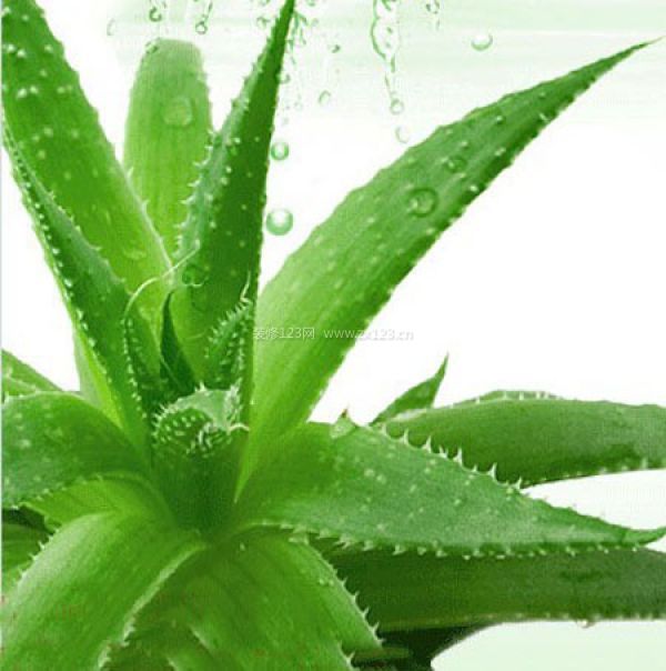 室內(nèi)裝飾植物 室內(nèi)裝飾植物