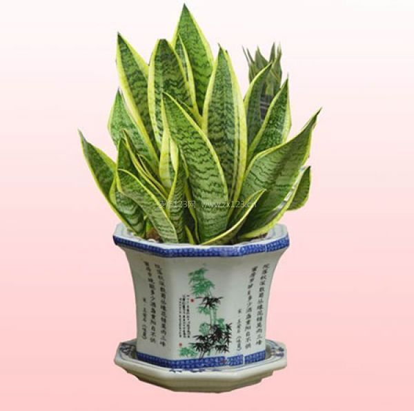 室內(nèi)裝飾植物 室內(nèi)裝飾植物