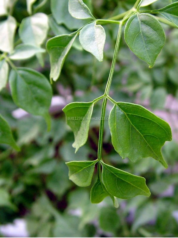室內(nèi)裝飾植物