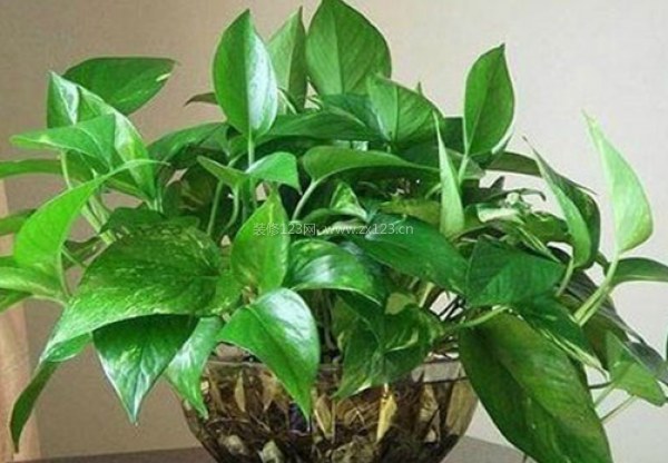 室內(nèi)裝飾植物