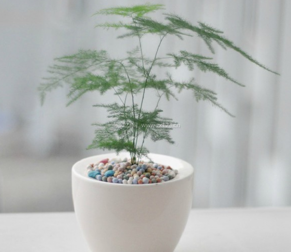 室內(nèi)裝飾植物