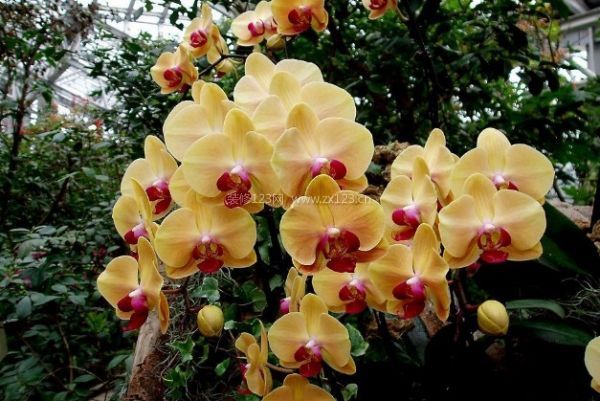 室內(nèi)裝飾植物