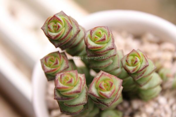 室內(nèi)裝飾植物