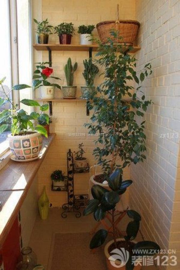 適宜室內(nèi)養(yǎng)的植物