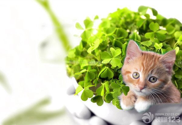 新房裝修后注意事項大全 新房裝修后注意事項大全