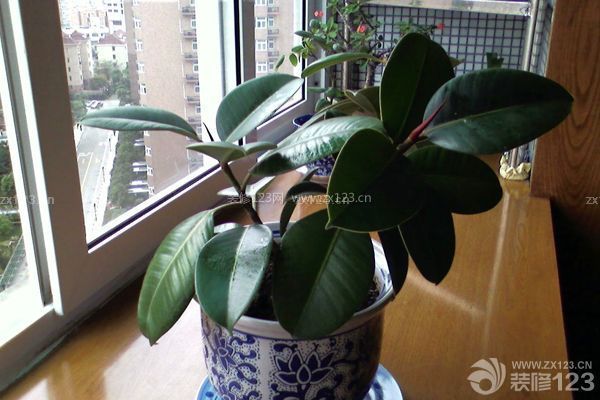 新裝修房子放什么植物2：橡皮樹